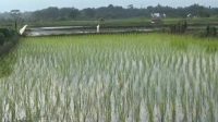 Sawah-di-Muaro-Jambi-02022025